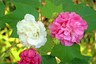 木芙蓉