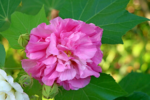 木芙蓉