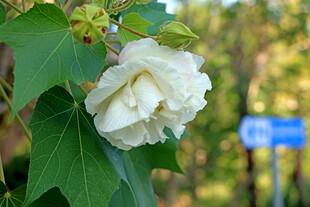 木芙蓉
