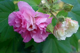 木芙蓉