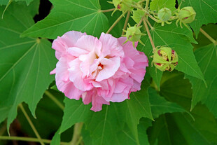 木芙蓉