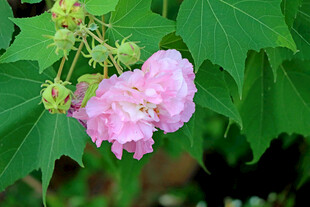 木芙蓉