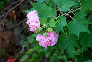 木芙蓉