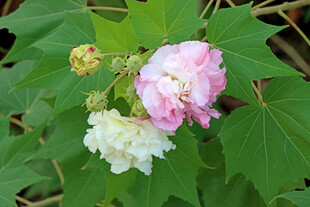 木芙蓉