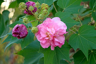 木芙蓉
