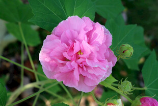 木芙蓉