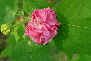木芙蓉
