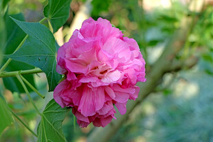 木芙蓉