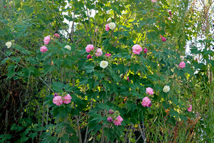 木芙蓉