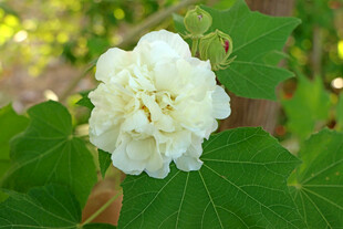 白色木芙蓉花