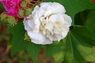 白色木芙蓉花