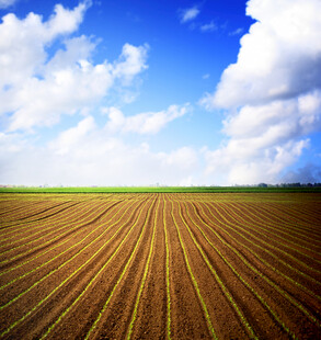 农业 田野 田地