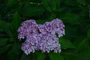 绣球花  