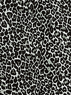 豹纹