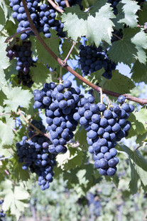 紫葡萄 葡萄树