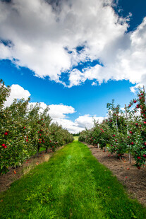 苹果园 果林