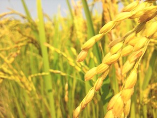 金黄稻谷