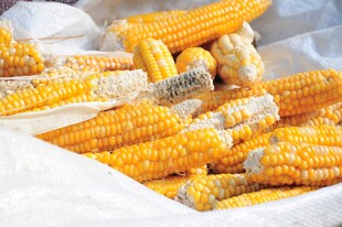 玉米