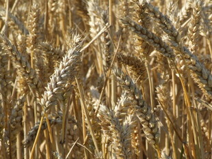 小麦