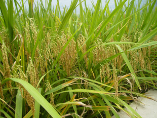 水稻