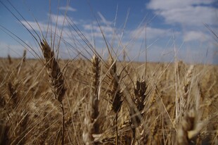 小麦