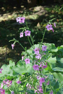 花烟草 