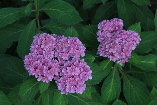 绣球花 