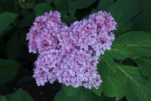绣球花  
