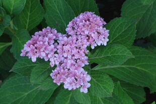 绣球花 