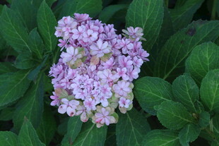 绣球花 