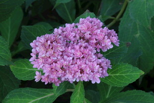 绣球花 