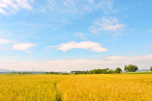 金色田野