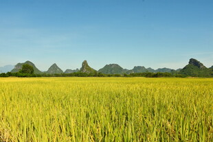 广西乡村田野