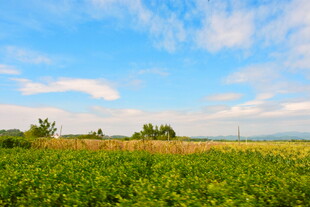 乡村田野