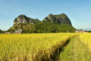 广西农村田野
