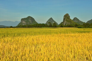 广西农村田野