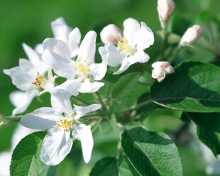 苹果花 果树花卉