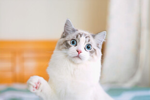 猫咪