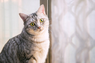 猫咪