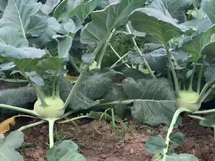大头菜栽培