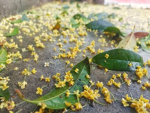 桂花花瓣