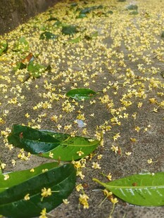 桂花满地
