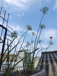 韭菜花