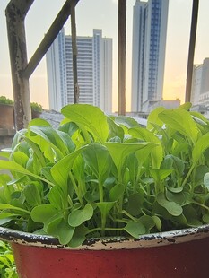 清晨的小青菜