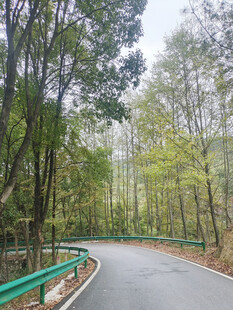 树林道路