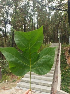 掌形绿叶