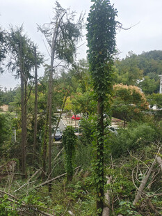 山间绿植