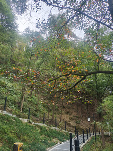 山林风景