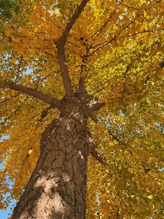 银杏树