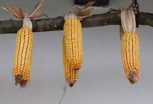 玉米棒